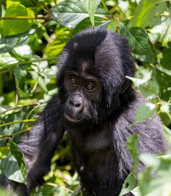 Why Should One Plan A Gorilla Habituation Experience Safari From Kigali Rwanda