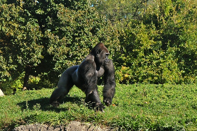 Gorilla tourism in Africa